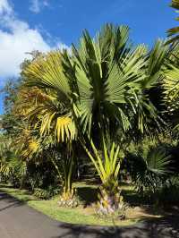 A Botanical Treasure at Pamplemousses Garden Pamplemousses