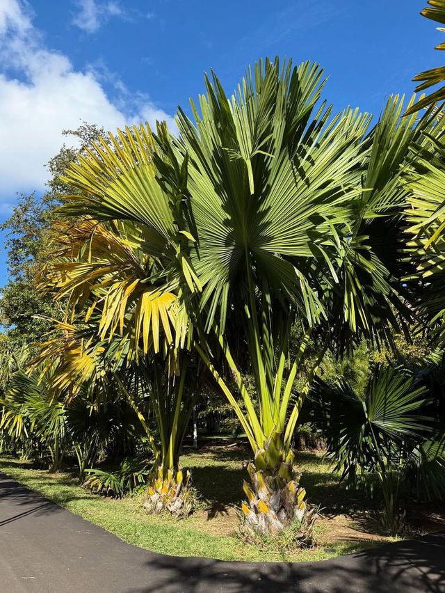A Botanical Treasure at Pamplemousses Garden Pamplemousses