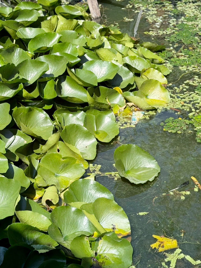 【インド・スリナガル ダル湖】魅惑の水上楽園 【インド・スリナガル ダル湖】魅惑の水上楽園