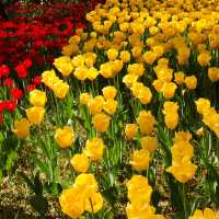 🌷横浜公園のチューリップと近場観光の組み合わせプラン