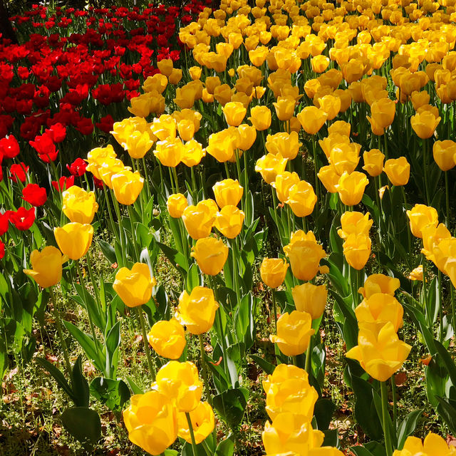 🌷横浜公園のチューリップと近場観光の組み合わせプラン