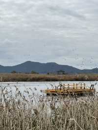 🍁 รีวิว Suncheonman Wetland