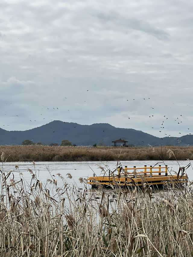 🍁 รีวิว Suncheonman Wetland