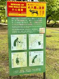 📍 나라공원 완전 가이드