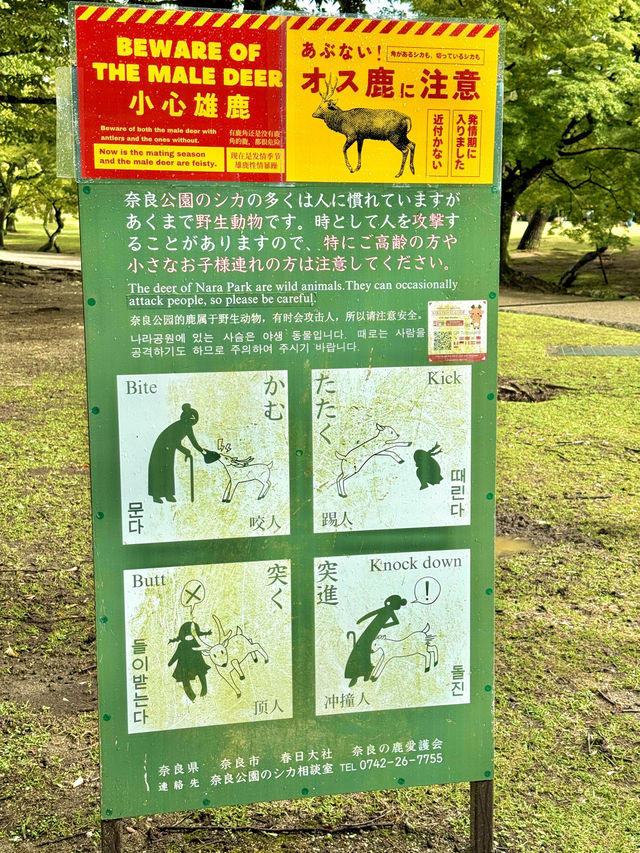 📍 나라공원 완전 가이드