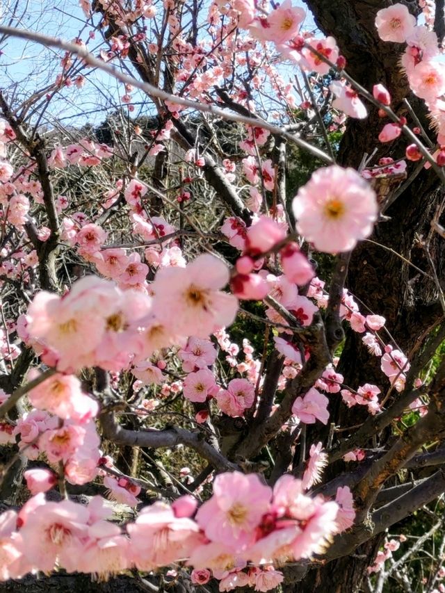 日本三名園の「偕楽園」を訪れる一泊二日
