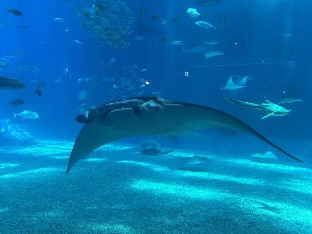 值得一遊的沖繩美麗海水族館🪸