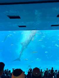 🌺 7天沖繩之旅總結：美食、靈性與自駕的完美冒險！✨