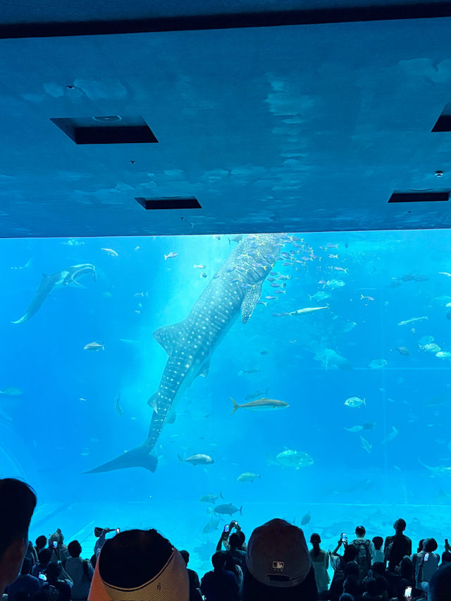 🌺 7天沖繩之旅總結：美食、靈性與自駕的完美冒險！✨