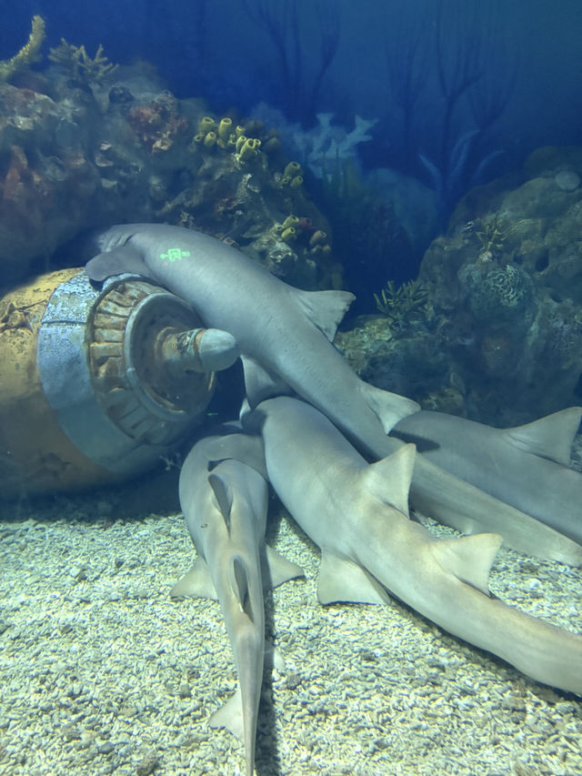 HaiChang Ocean Park ShangHai