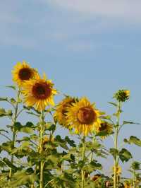 🌻 : ทุ่งทานตะวัน เขาจีนแล ลพบุรี