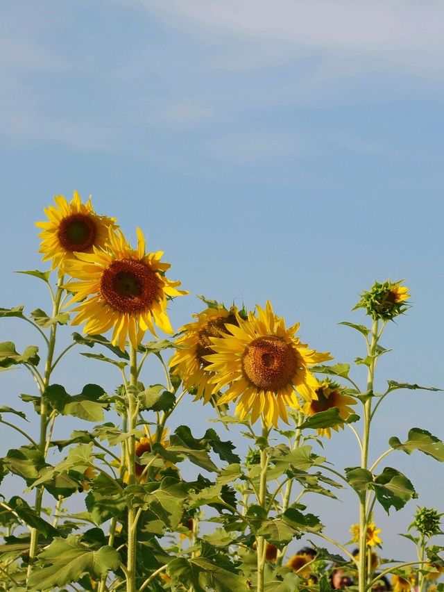 🌻 : ทุ่งทานตะวัน เขาจีนแล ลพบุรี