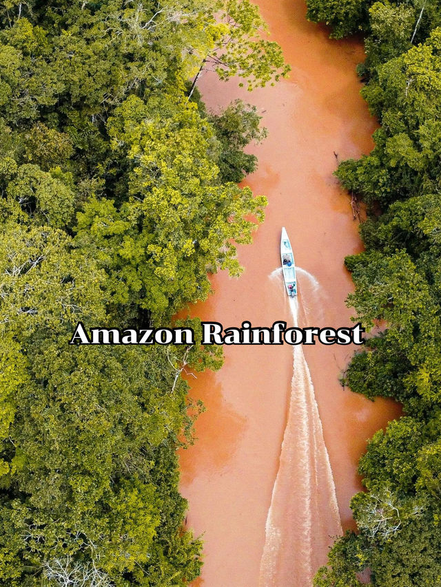 Amazon Rainforest  Amazon Rainforest