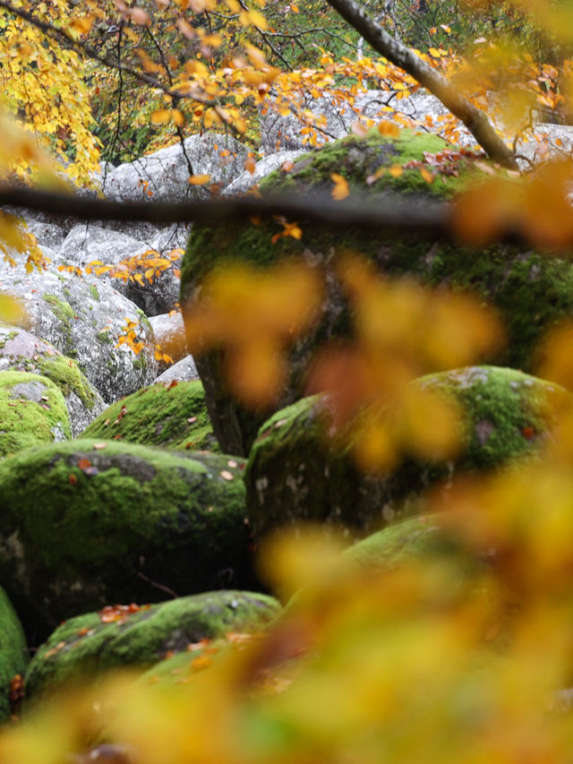 Walking the Stone River of Time on Mount Vitosha Walking the Stone River of Time on Mount Vitosha