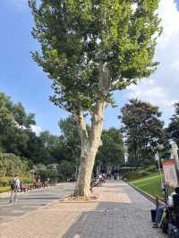 Jing’an Park สวนสาธารณะจิงอัน🌱☘️