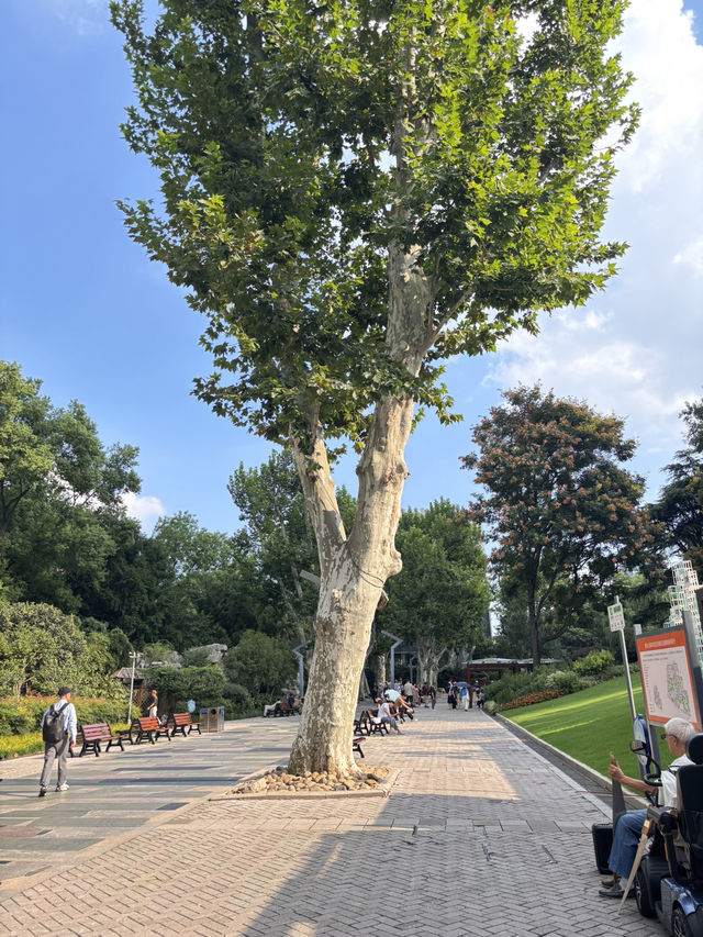 Jing’an Park สวนสาธารณะจิงอัน🌱☘️