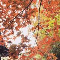 【龍神信仰の証】室生龍穴神社 拝殿と手水舎に刻まれた歴史