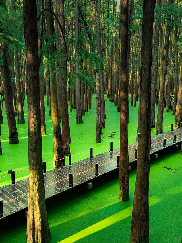 Qingshan Lake Water Forest, Hangzhou 🌿💧