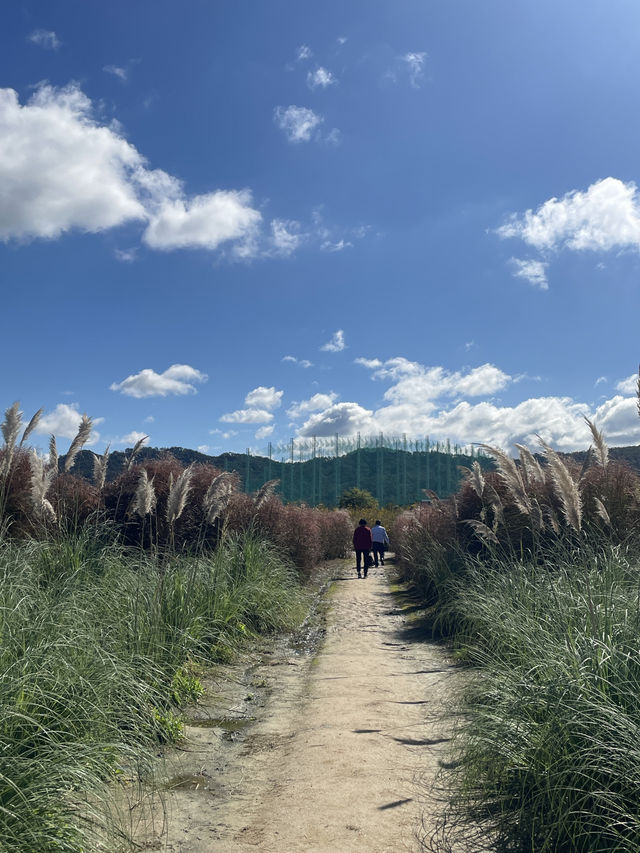 Best autumn escapes near Seoul-Nari Park in Yangju