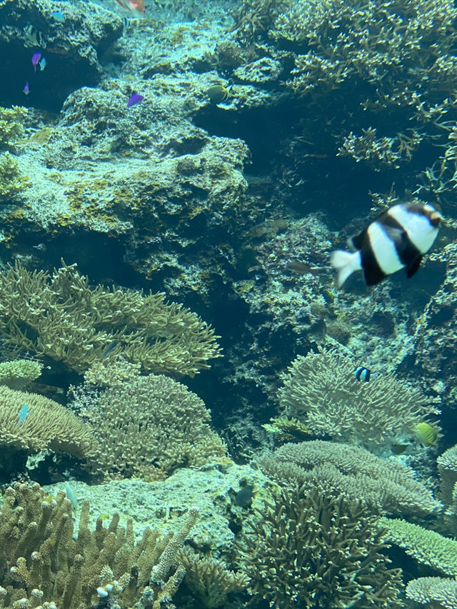 【沖縄旅行】世界的に有名な美海水族館🐡一度は行くべき! 【沖縄旅行】世界的に有名な美海水族館🐡一度は行くべき!