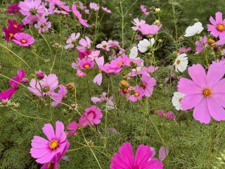 Himawari no Oka Park in Hyogo