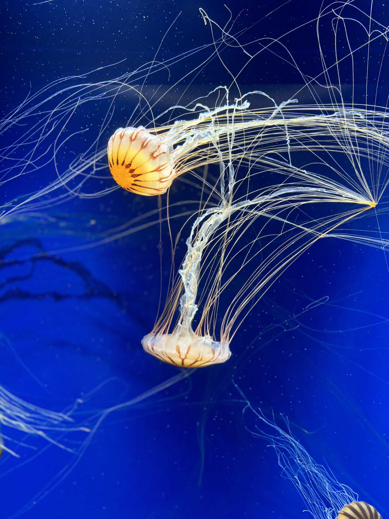 Cuộc phiêu lưu dưới đại dương kỳ thú tại Suma Marine World ở Kobe 🌊🐬