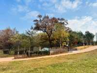 Evergreen Garden: Pyeongtaek’s Secret Sanctuary of Stillness🌿