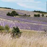 La Ferme aux Lavandes