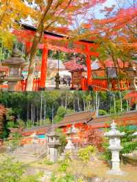 京都小眾紅葉秘境✨大原野神社の私藏打卡指南