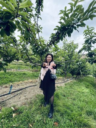 Summer Exclusive: Hand-Picked Fresh Cherries at New Zealand's Premium Dunstan Hill Orchard!