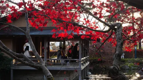 เดินเล่นในสวนช่วงฤดูใบไม้ร่วง 🍁 — traveler post in ซะบะเอะ
