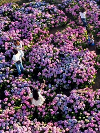 🌸 Dounan Wetland Park | Kunming's Colourful Hydrangea Wonderland