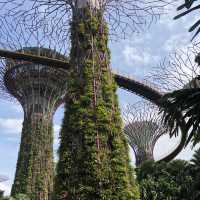 Supertrees Grove