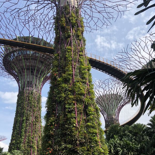 Supertrees Grove