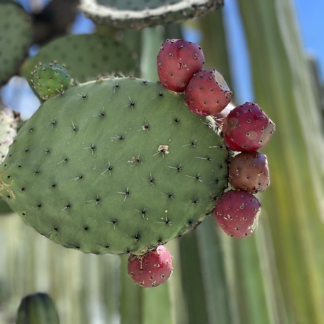 멋있는 자연, 맛있는 음식, 경제적인 가격으로 여행할 수 있는 Mexico Oaxaca! 