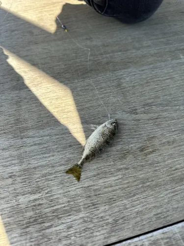 🇭🇰 魚排上的情人節