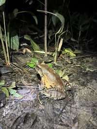 🇵🇪アマゾン川の大自然を体感🦥🦜🐒イキトス発アマゾンツアー