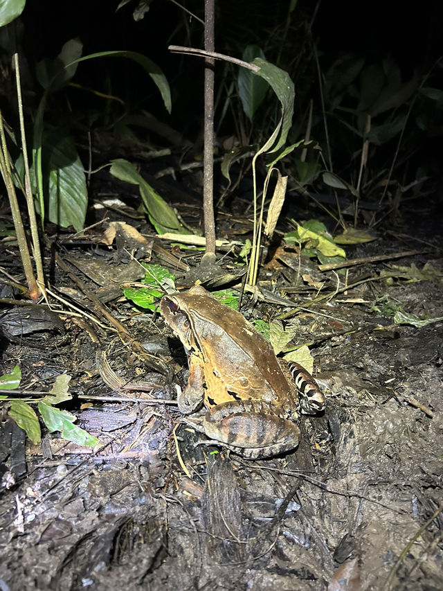 🇵🇪アマゾン川の大自然を体感🦥🦜🐒イキトス発アマゾンツアー