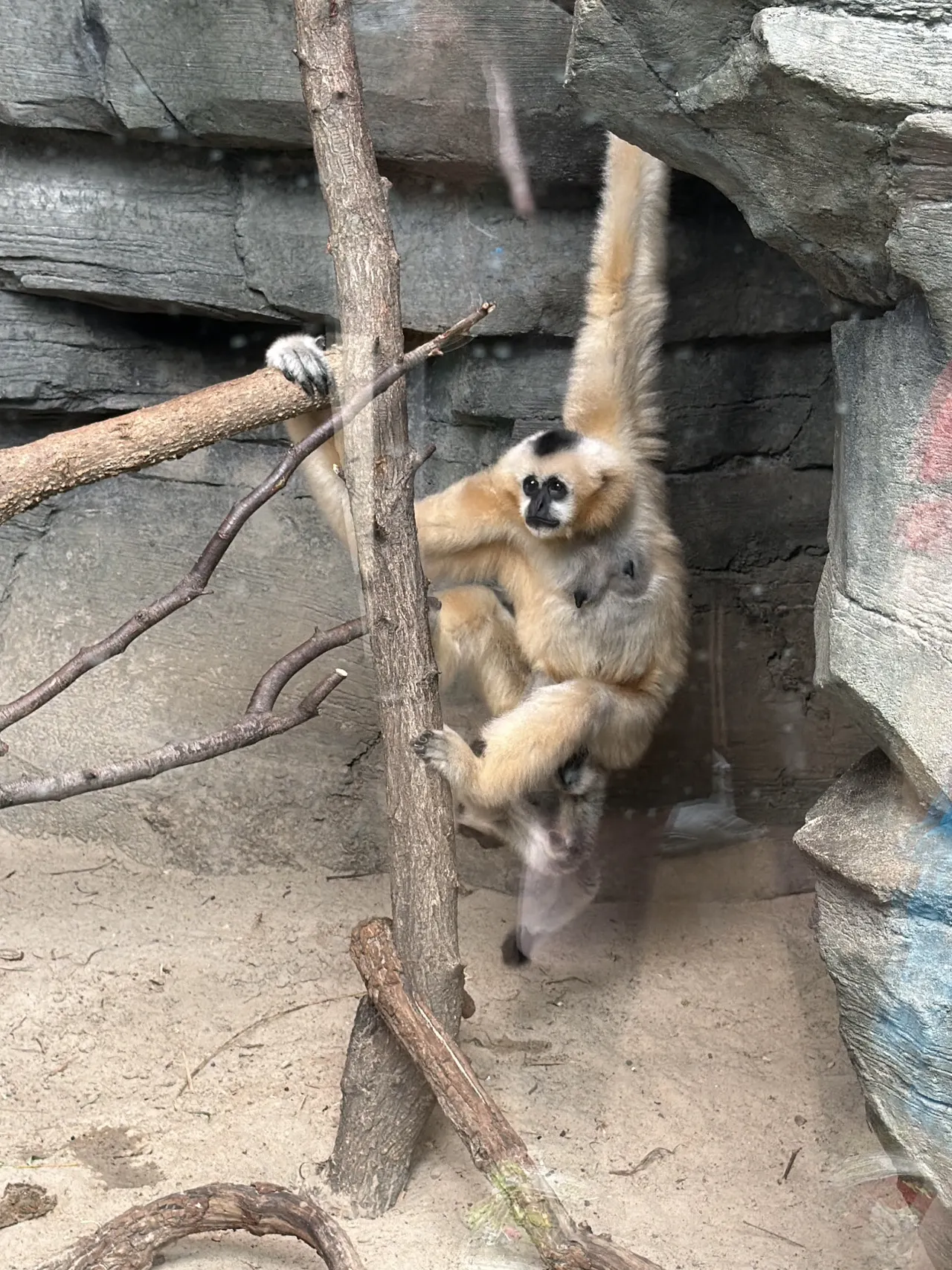 Kansas City zoo and aquarium had a really good day there not expensive to get into #travel2026 had my tattoo done in Kansas City 