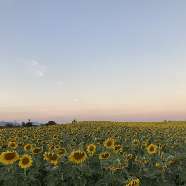 Sunflower field in Lopburi Thailand…