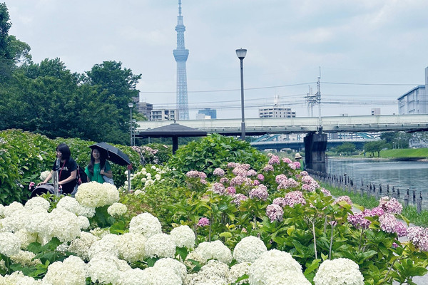 Best places to see hydrangeas in Tokyo | Kyu-Nakagawa Waterside Park |  Trip.com Tokyo