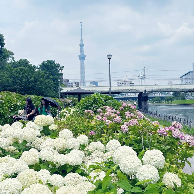 東京市內的繡球花觀賞好地方 |舊中川水邊公園