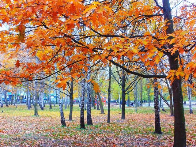 Beautiful autumn scene at Park Kyoto 🗺️