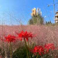 Pink muhly season is here