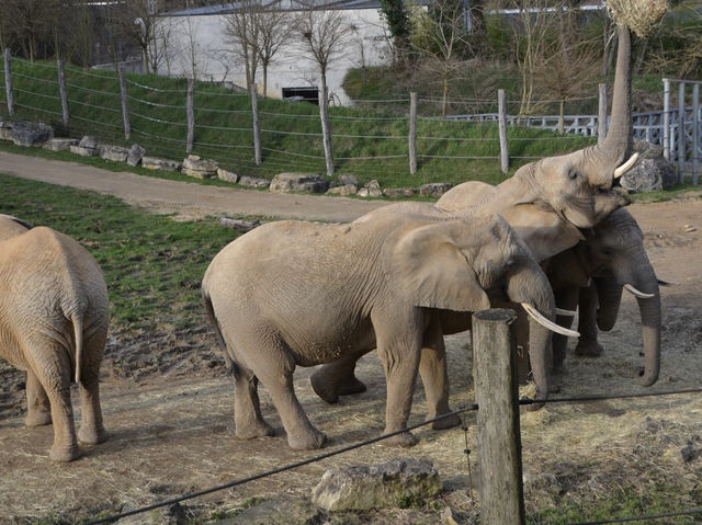 ZooParc de Beauval 🐘