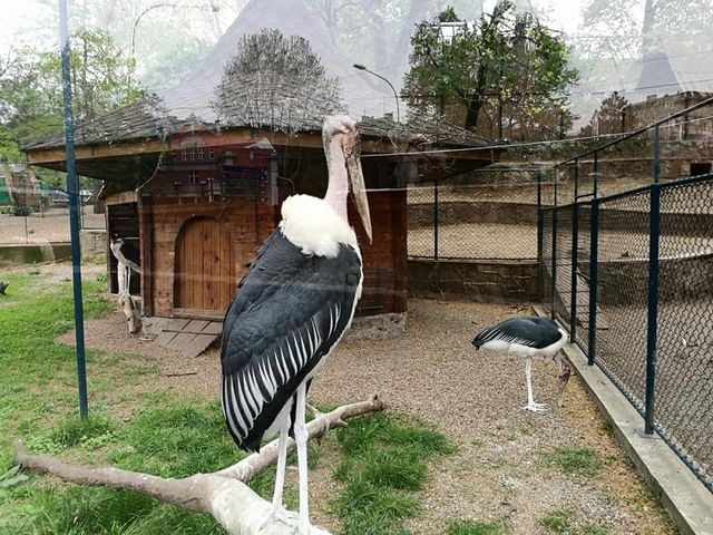 Belgrade Zoo 🐘