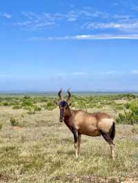 📍Addo Elephant Park, South Africa 🇿🇦 