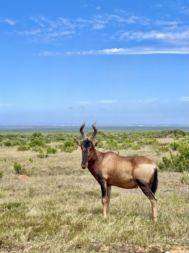 📍Addo Elephant Park, South Africa 🇿🇦 