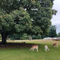 Wanderlust in Kent: Discovering Sevenoaks' Hidden Trails