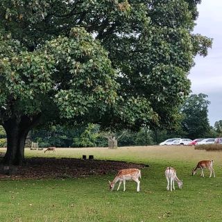 Wanderlust in Kent: Discovering Sevenoaks' Hidden Trails